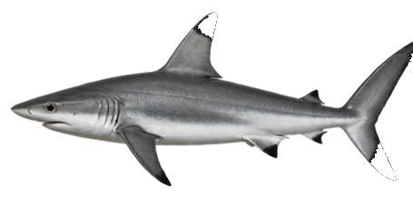 Spinner Shark