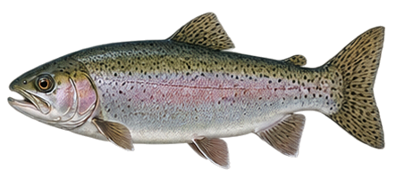Steelhead Trout