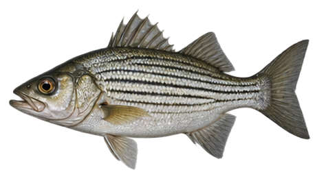 Striped Bass