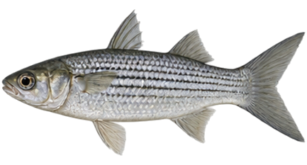 Striped Mullet