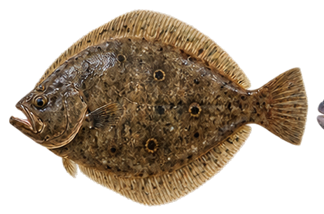 Summer Flounder (Fluke)