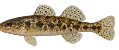 Swamp Darter