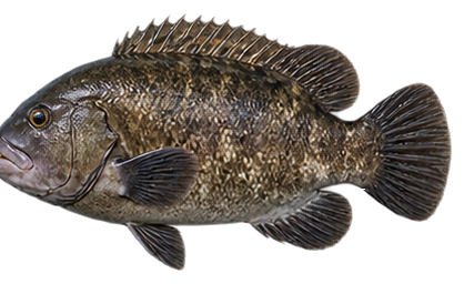 Tautog (Blackfish)