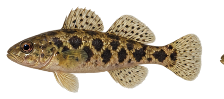 Tessellated Darter