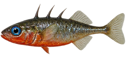 Threespine Stickleback