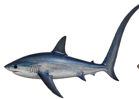 Thresher Shark