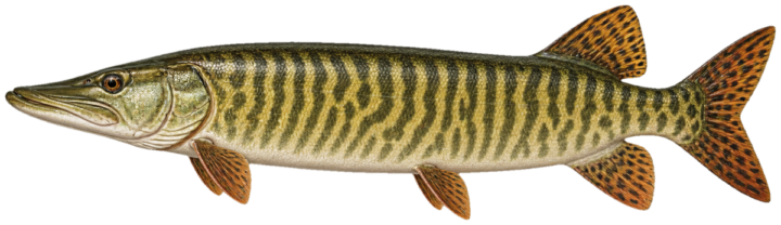 Tiger Muskie