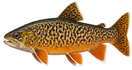 Tiger Trout