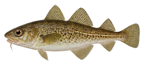 Atlantic Tomcod