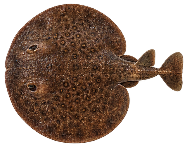 Torpedo Ray