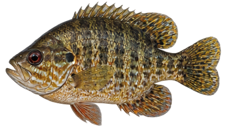 Warmouth
