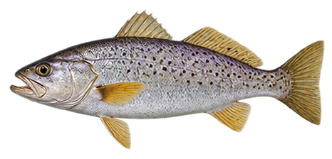 Weakfish