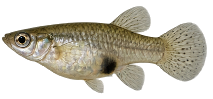 Western Mosquitofish