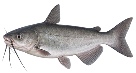 White Catfish