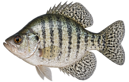 White Crappie