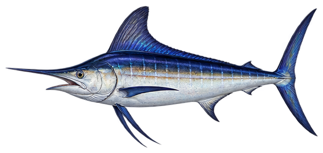 White Marlin