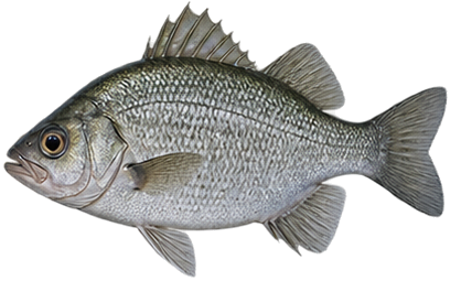 White Perch