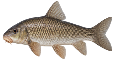 White Sucker