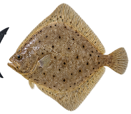 Windowpane Flounder
