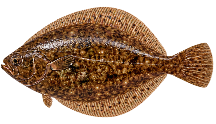Winter Flounder