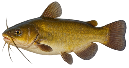 Yellow Bullhead
