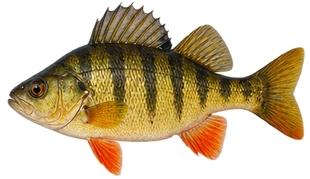 Yellow Perch